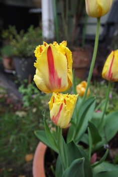 dsc01247.jpg