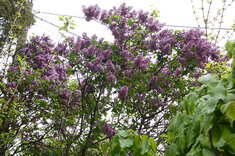 dsc01252.jpg